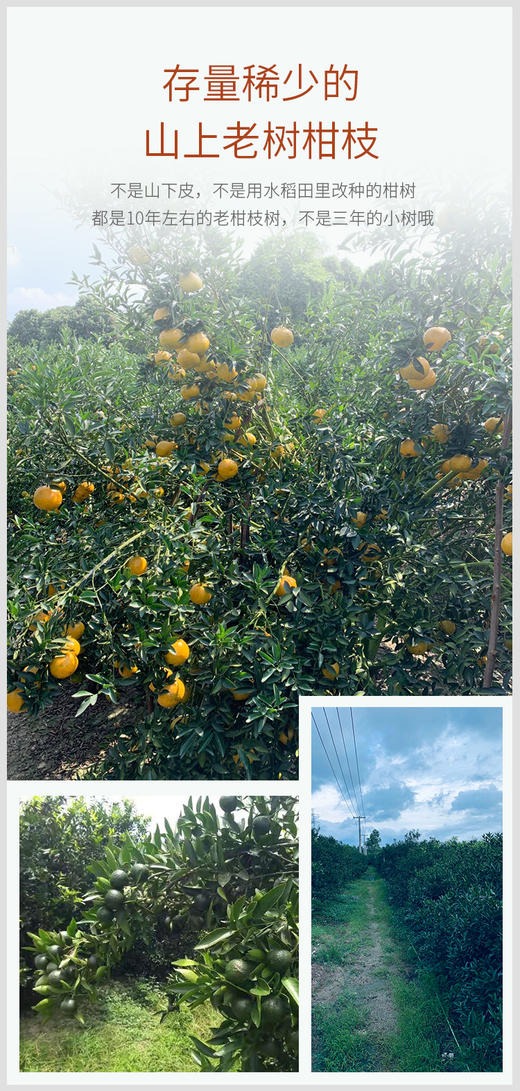 新会陈皮丝 传统日晒 精品整皮切丝 山上老树老皮 30克/罐 商品图9