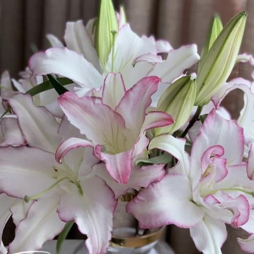 三头唇彩百合5支上色不稳冷链包邮