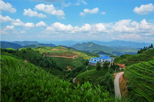 会同县宝田茶叶 商品图1