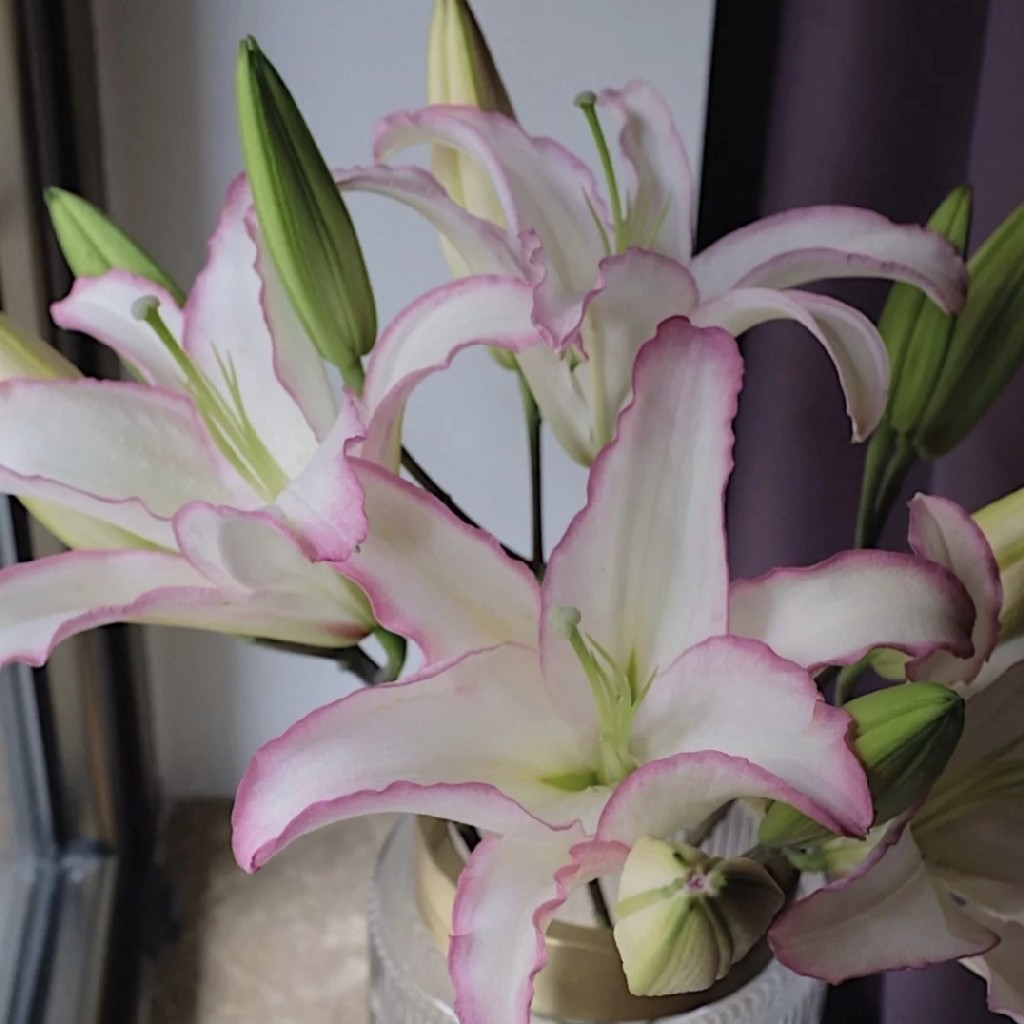 三头唇彩百合5支上色不稳冷链包邮