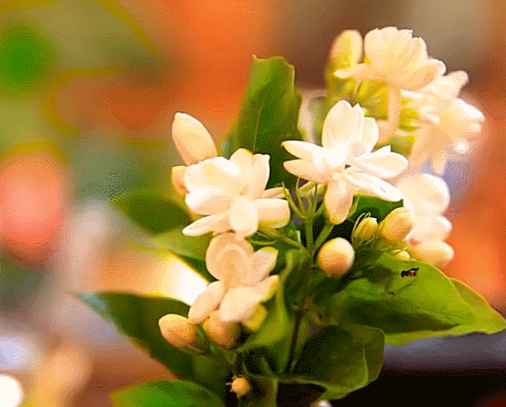  不用熬不用煮，白开水里加点它，花香馥郁，清心解腻，浑身舒坦了 