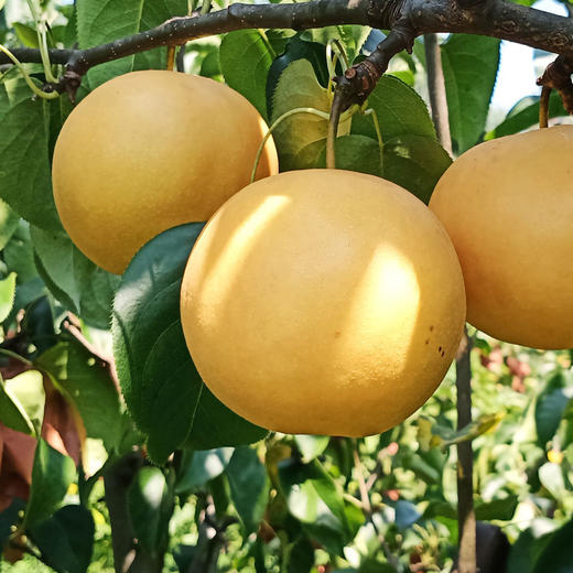 【厂商直发】小空山有机水果圆黄梨清甜多汁多规格可选包邮 商品图12