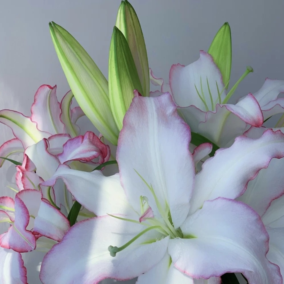 三头唇彩百合5支上色不稳冷链包邮