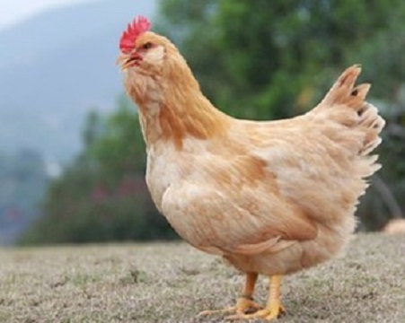 603春浩.谷源200天谷养胡须鸡整只 毛重3.5斤以上鲜宰净鸡