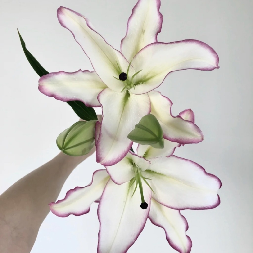 三头唇彩百合5支上色不稳冷链包邮