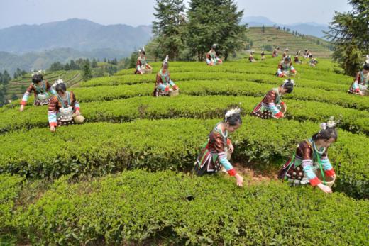 会同县宝田茶叶 商品图2