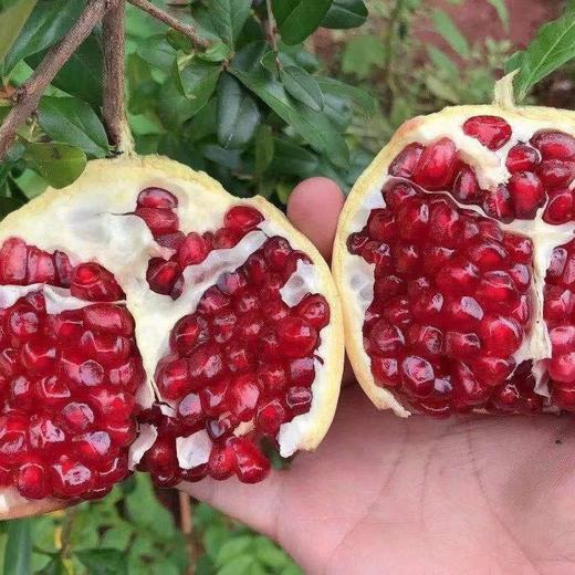 会理突尼斯软籽石榴   5-8斤装 商品图2