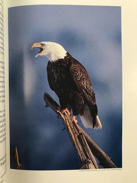 美国国家森林图集 百余幅彩色插图 精装16开 商品图11