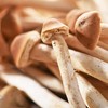 茶树菇 150g/份 商品缩略图2