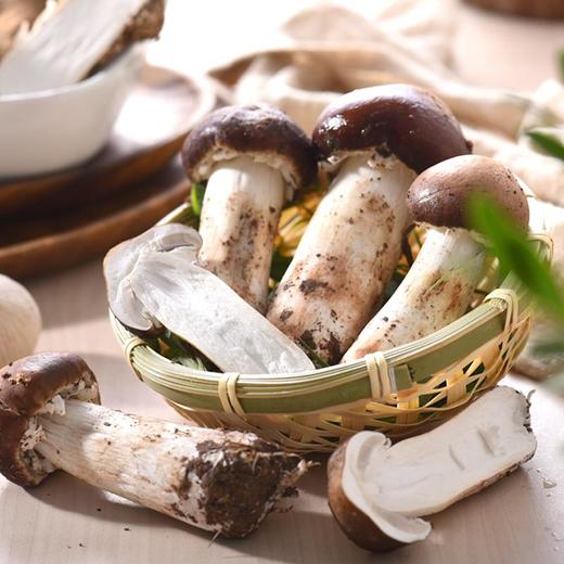 球盖菇 约100g/份（球盖菇） 商品图2