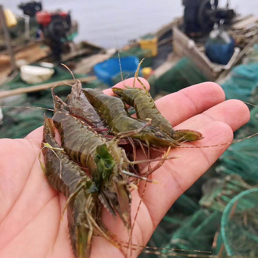 【野生大木虾/黑斑虾】纯野生 因为外壳斑纹像木纹而得名木虾,又叫