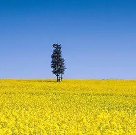 安静，是一个人的繁华