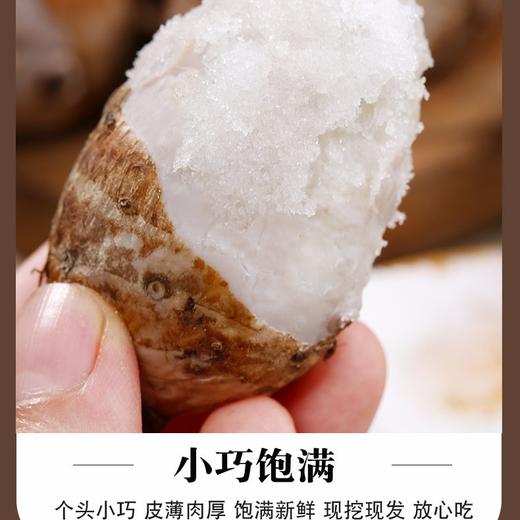 铅山农家小芋头5斤装 商品图4