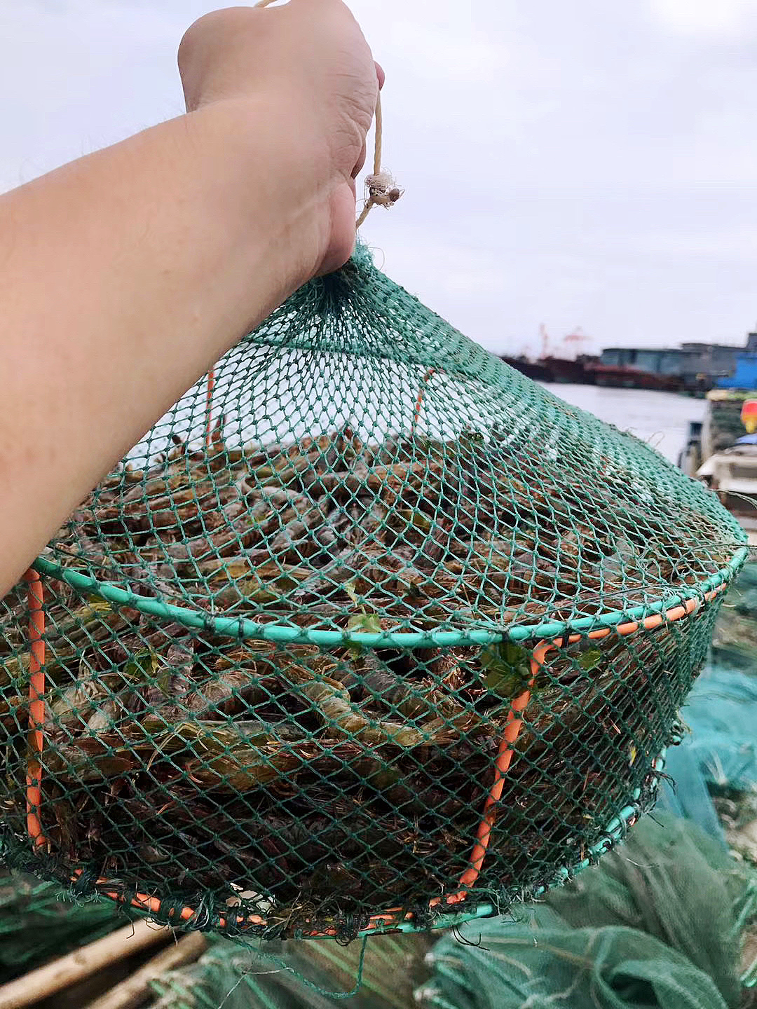 【野生大木虾/黑斑虾】纯野生 因为外壳斑纹像木纹而得名木虾,又叫