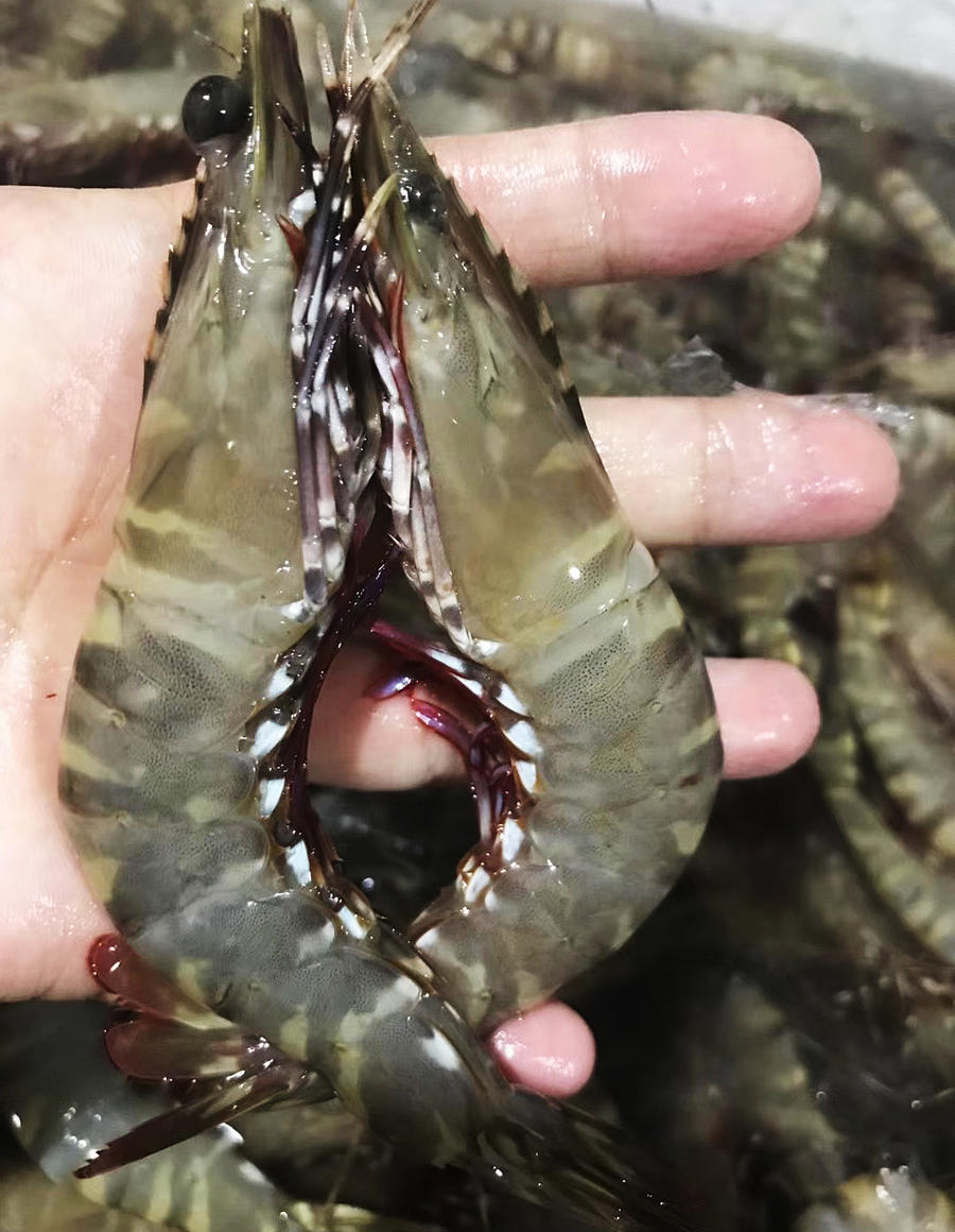 【野生大木虾/黑斑虾】纯野生 因为外壳斑纹像木纹而得名木虾,又叫
