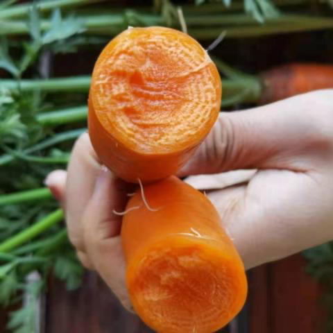 【下单后48小时左右发货，冰箱冷藏保存】河北 张家口 胡萝卜5斤装左右 商品图5