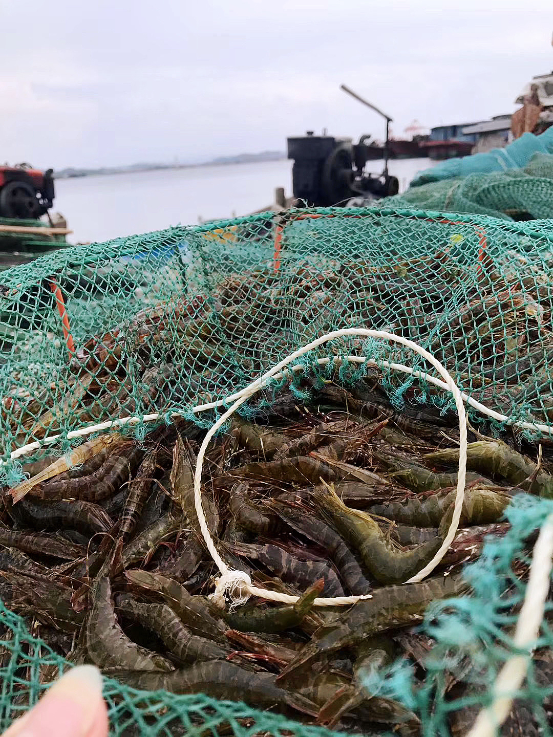 【野生大木虾/黑斑虾】纯野生 因为外壳斑纹像木纹而得名木虾,又叫