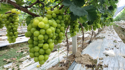 【团购自提】汉南阳光玫瑰3斤/5斤±0.2斤装（助农滞销特卖） 商品图2