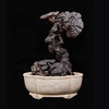 S 灵芝盆景小叶紫檀43*30cm ZYXD 商品缩略图0