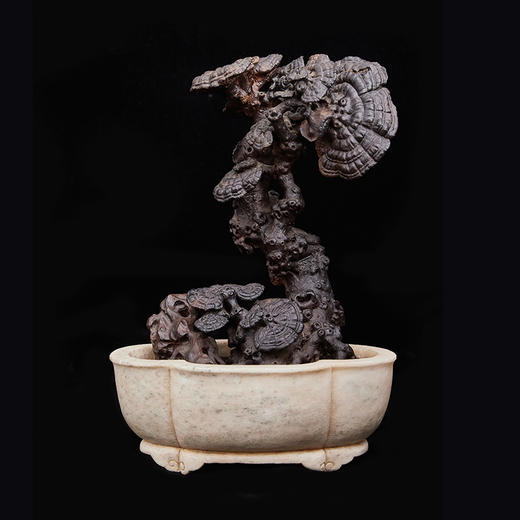 S 灵芝盆景小叶紫檀43*30cm ZYXD 商品图0