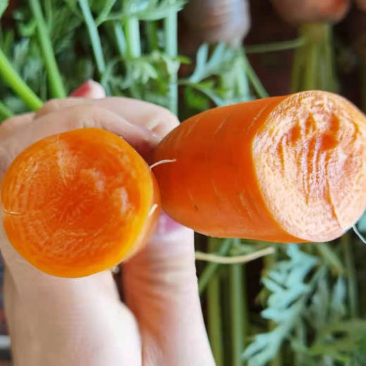 【下单后48小时左右发货，冰箱冷藏保存】河北 张家口 胡萝卜5斤装左右 商品图4