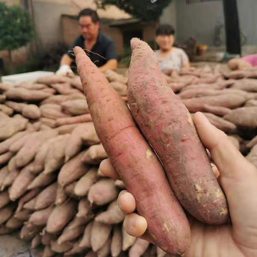 【香甜粉糯】陕西红薯5斤/10斤 商品图2