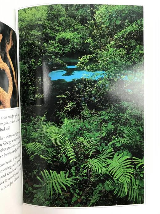 美国国家森林图集 百余幅彩色插图 精装16开 商品图4