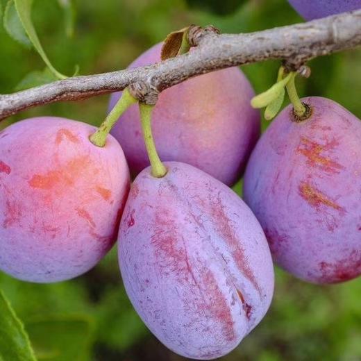 【排单发货】新疆喀什正宗法南西 小西梅 3斤/4斤（挑软的先吃） 商品图4