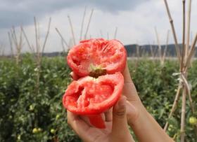  爆浆！沙瓤！一口梦回儿时的「阳光味西红柿」绵密多汁软乎，每天1个吃出灯泡肌~ 