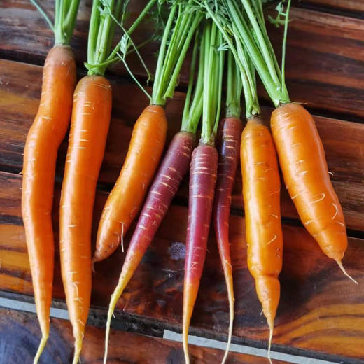 【下单后48小时左右发货，冰箱冷藏保存】河北 张家口 胡萝卜5斤装左右 商品图2