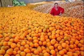  往期帮扶（已过期）丨合作电商情系长阳 助力清江椪柑扩销路 