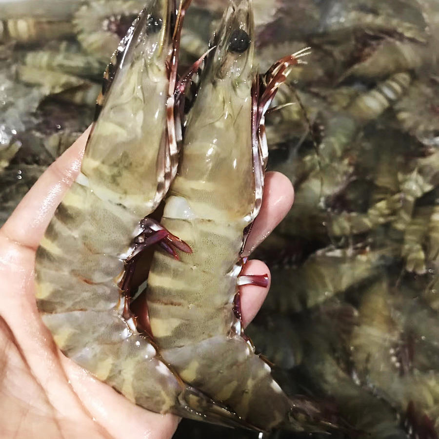 【野生大木虾/黑斑虾】纯野生 因为外壳斑纹像木纹而得名木虾,又叫