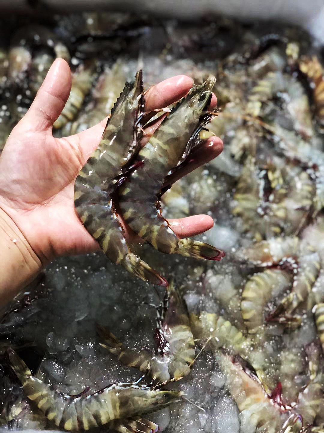 【野生大木虾/黑斑虾】纯野生 因为外壳斑纹像木纹而得名木虾,又叫