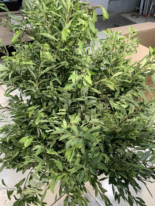 小手球叶 商品图1