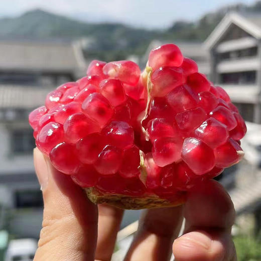 突尼斯软石榴超大精品果 商品图2