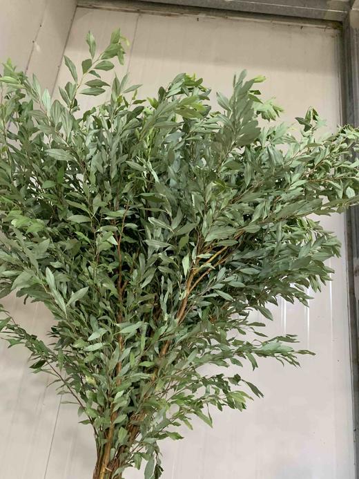 小手球叶 商品图3