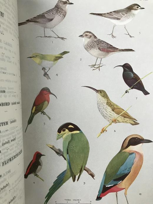 缅甸鸟类图鉴 30页彩色插图 漆布精装18开 商品图4