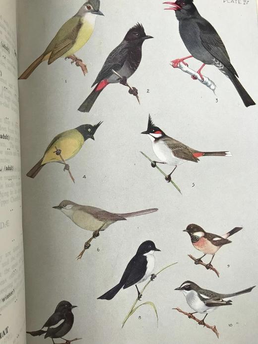 缅甸鸟类图鉴 30页彩色插图 漆布精装18开 商品图12