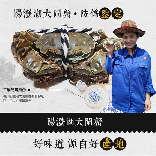 阳澄湖大闸蟹，基地直发，秋季开湖后发货【顺丰到家，死蟹包赔】 商品图1