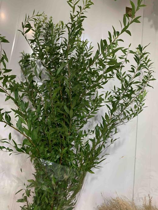 雪柳叶 商品图0