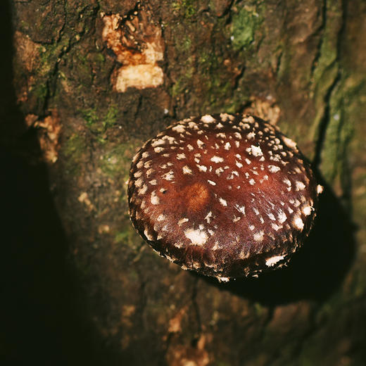 候物 椴木花菇 大香菇干 200g/袋 商品图4