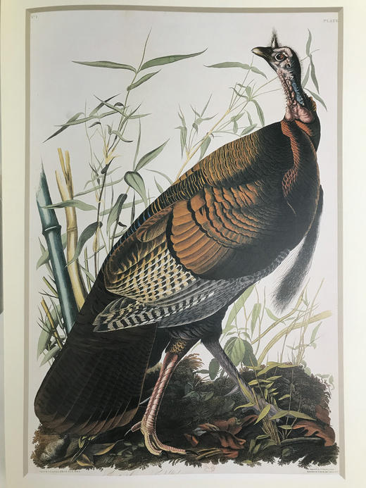 鸟类插画艺术图集 百余幅彩色插图 精装大16开 商品图13