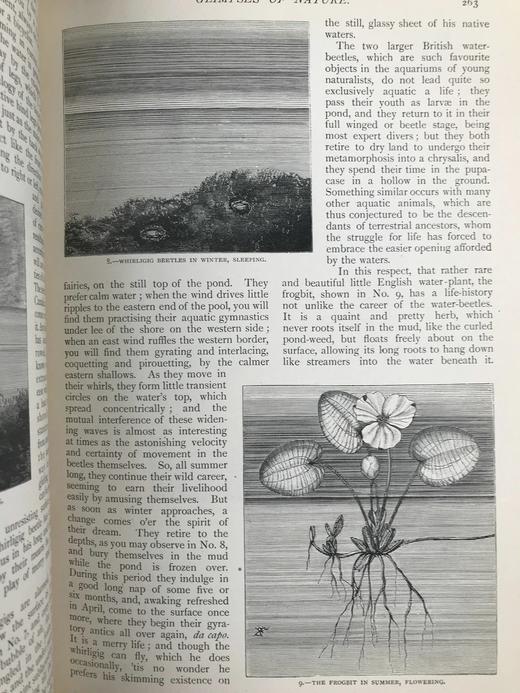 1898年 河滨杂志 数百幅插图 漆布精装18开 商品图11