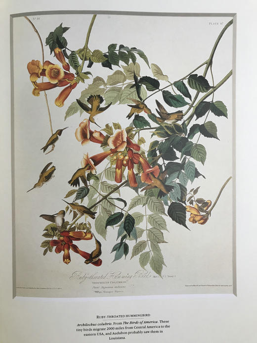 鸟类插画艺术图集 百余幅彩色插图 精装大16开 商品图8