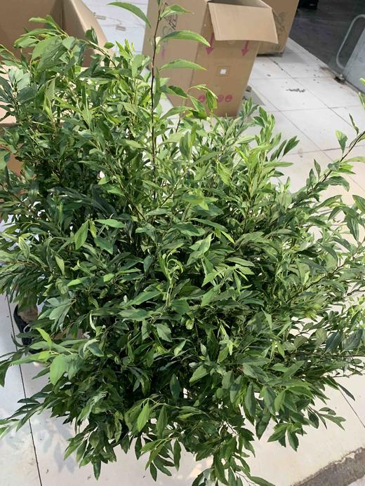 小手球叶 商品图2