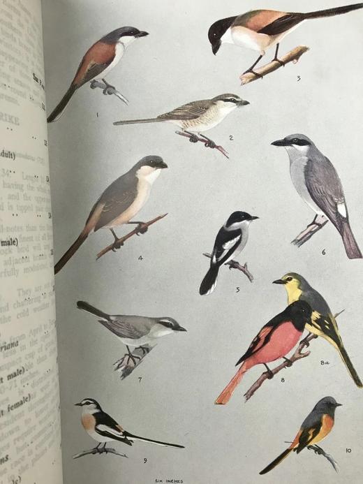 缅甸鸟类图鉴 30页彩色插图 漆布精装18开 商品图9