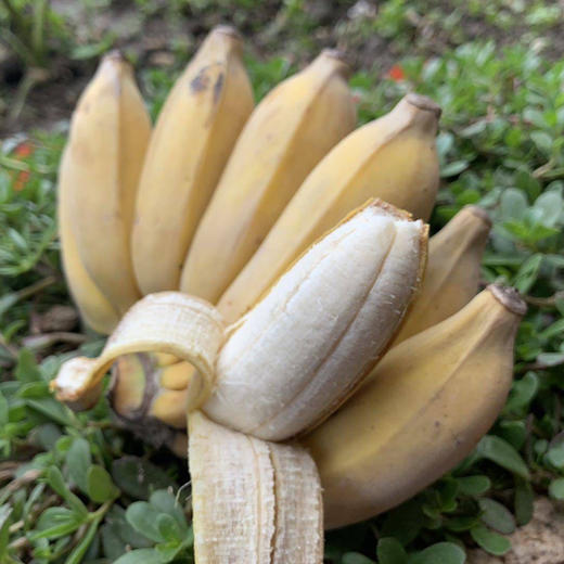 柠檬君·老实芭蕉干  | 低温烘干 软糯酸甜 商品图3