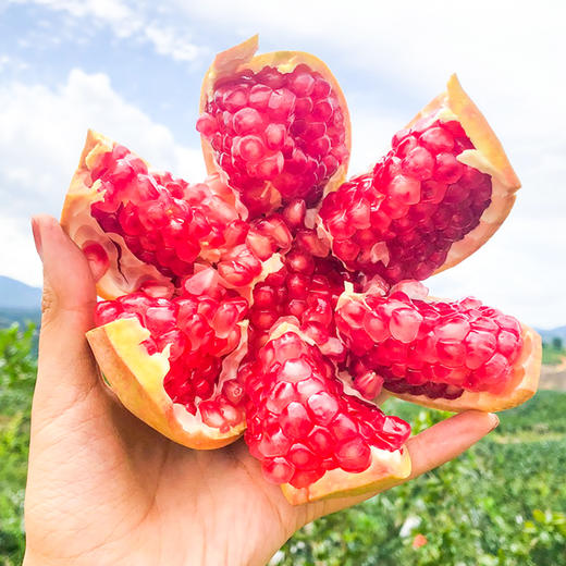 【一口爆汁】会理突尼斯软籽石榴   色泽艳丽 粒大多汁 商品图0