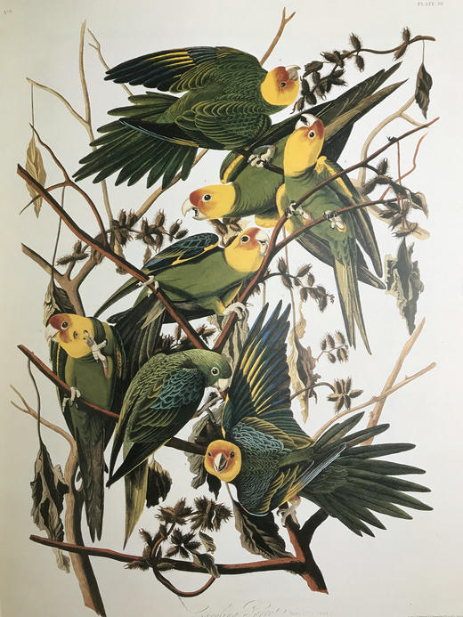 鸟类插画艺术图集 百余幅彩色插图 精装大16开 商品图7