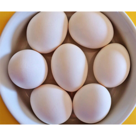 【团购自提】汉南白壳鸡蛋15枚塑料盒简装